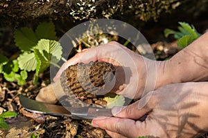 Picking Morchella conica in the forest. The girl cuts the mushroom with a special knife