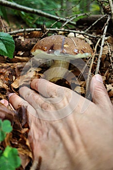 Picking a mushroom in the forest