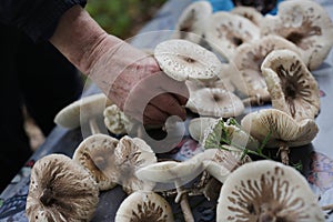 Picking mushrooms in the forest, parasol mushroom harvest