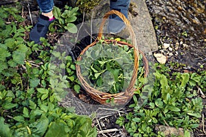Picking nettles in a basket
