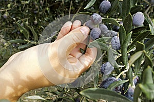 Picking olives