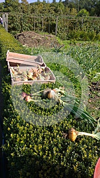 Picking the onions for market