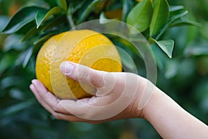 Picking orange fruit from right