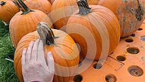 Picking out a big orange pumpkin