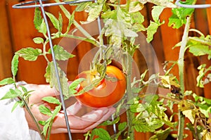 Picking patio tomato