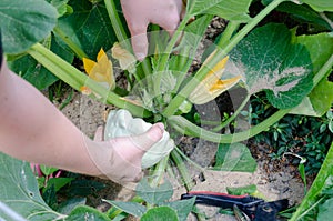 Picking of patisons in home garden