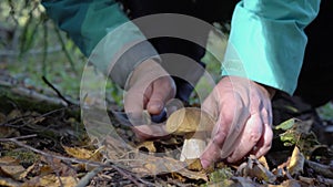 Picking a porcini mushroom in September woodlands