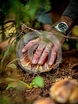 Picking Porcini Mushrooms on the Forest Floor