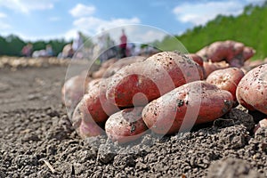 Picking potatoes on field