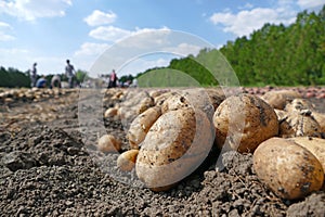 Picking potatoes on field