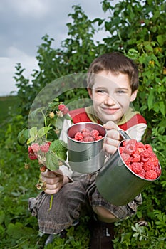 Picking raspberries photo