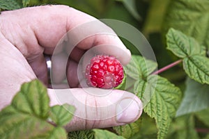 Picking raspberries