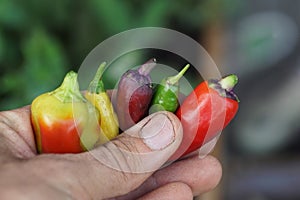 Picking red peppers on a terrace garden