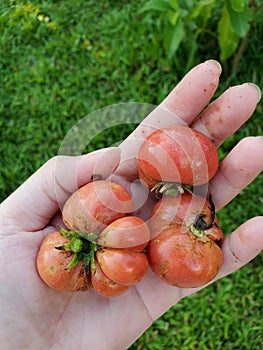 Picking red tomatoes in my garden.