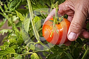 Picking a rip tomato off the vine
