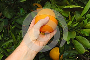 picking ripe oranges