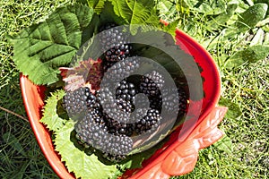 picking ripe raspberries, ready for tasting in the garden