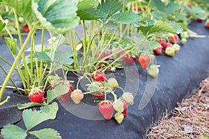 Picking ripe strawberry on farm