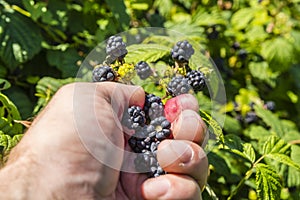 Picking Rubus (blackberries)