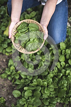 Picking spinach in a home garden