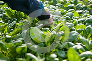 Picking spinach leaves