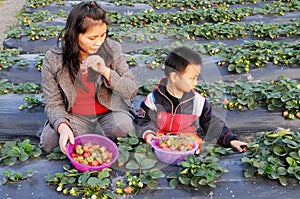 Picking strawberries