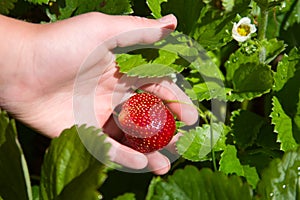 Picking strawberries