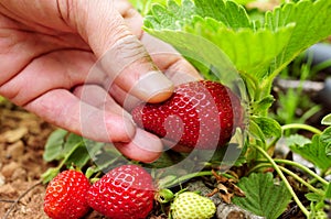 Picking strawberries