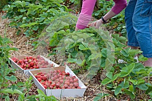 Picking Strawberries