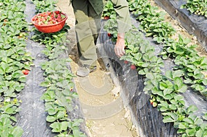 Picking strawberries in field