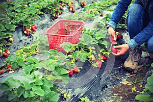 Picking strawberry in garden