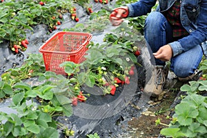 Picking strawberry in garden