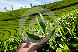 Picking tea leaves