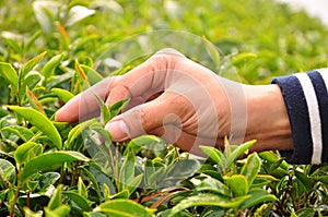 Picking tea leaves by hand