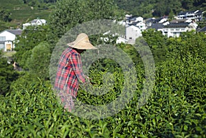 Picking Tea in Longjing