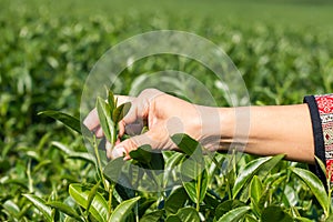 Picking tip of green tea leaf by hand on tea plantation