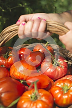 Picking tomatoes in basket