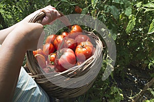 Picking tomatoes in basket