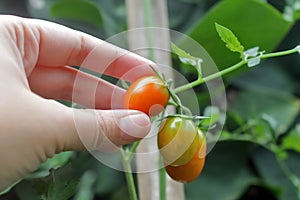 picking tomatoes. While covid pandemi still haunting, grow your own food is the best option