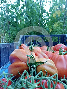 Picking tomatoes in crates in an organic garden photo