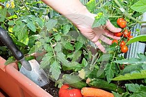 Picking tomatoes grown in plants inside the flower pots in the c