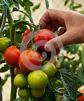 Picking tomatos photo