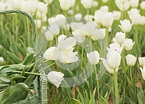 Picking Tulips in Texas