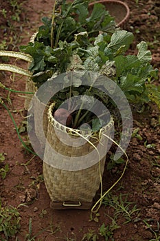 Beetroots harvesting at a farm in Dalat City photo