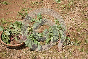 Beetroots harvesting at a farm in Dalat City photo