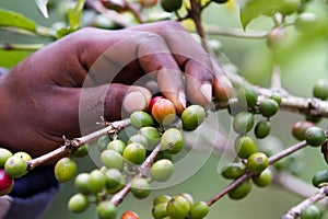 Picking up a coffee beans