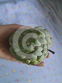 picking up a fruit sugar apple or Annona squamosa