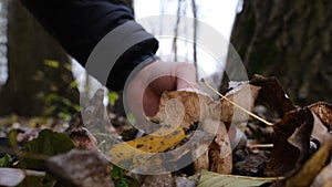 Picking up huge mushroom lepista nuda, also clitocybe nuda wood blewit mushroom in the autumn forest day. Mushroomer