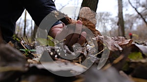 Picking up mushroom lepista nuda, also clitocybe nuda wood blewit mushroom in the autumn forest day. Mushroomer pick up