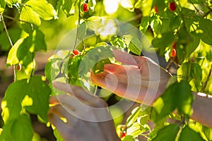 Picking up red dogwood berries from the green bush